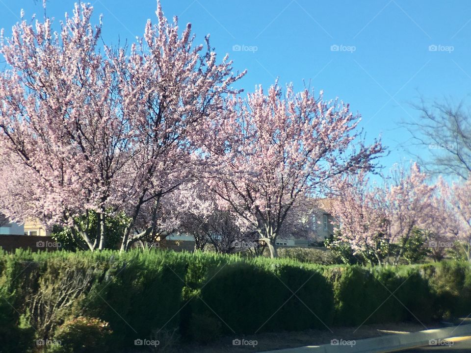 Spring Blooming Trees