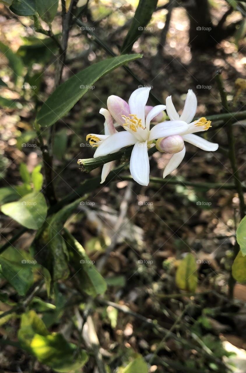 Flowering Lemon tree lemon cello flower white pink yellow 