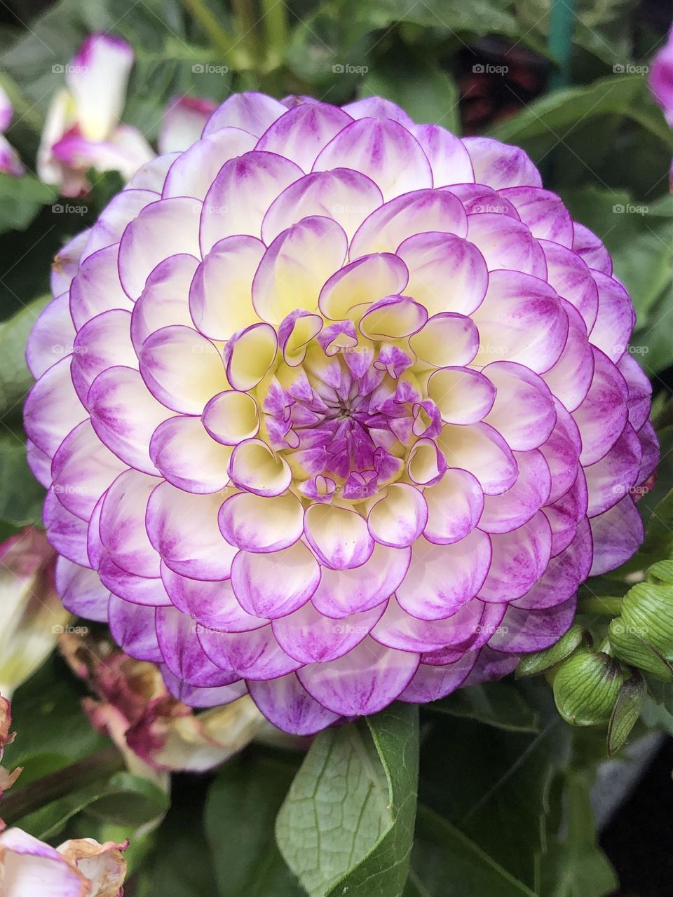 Purple dahlia