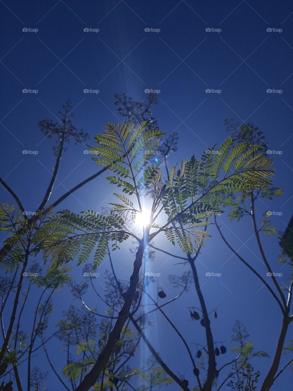 Beauty from the ground up