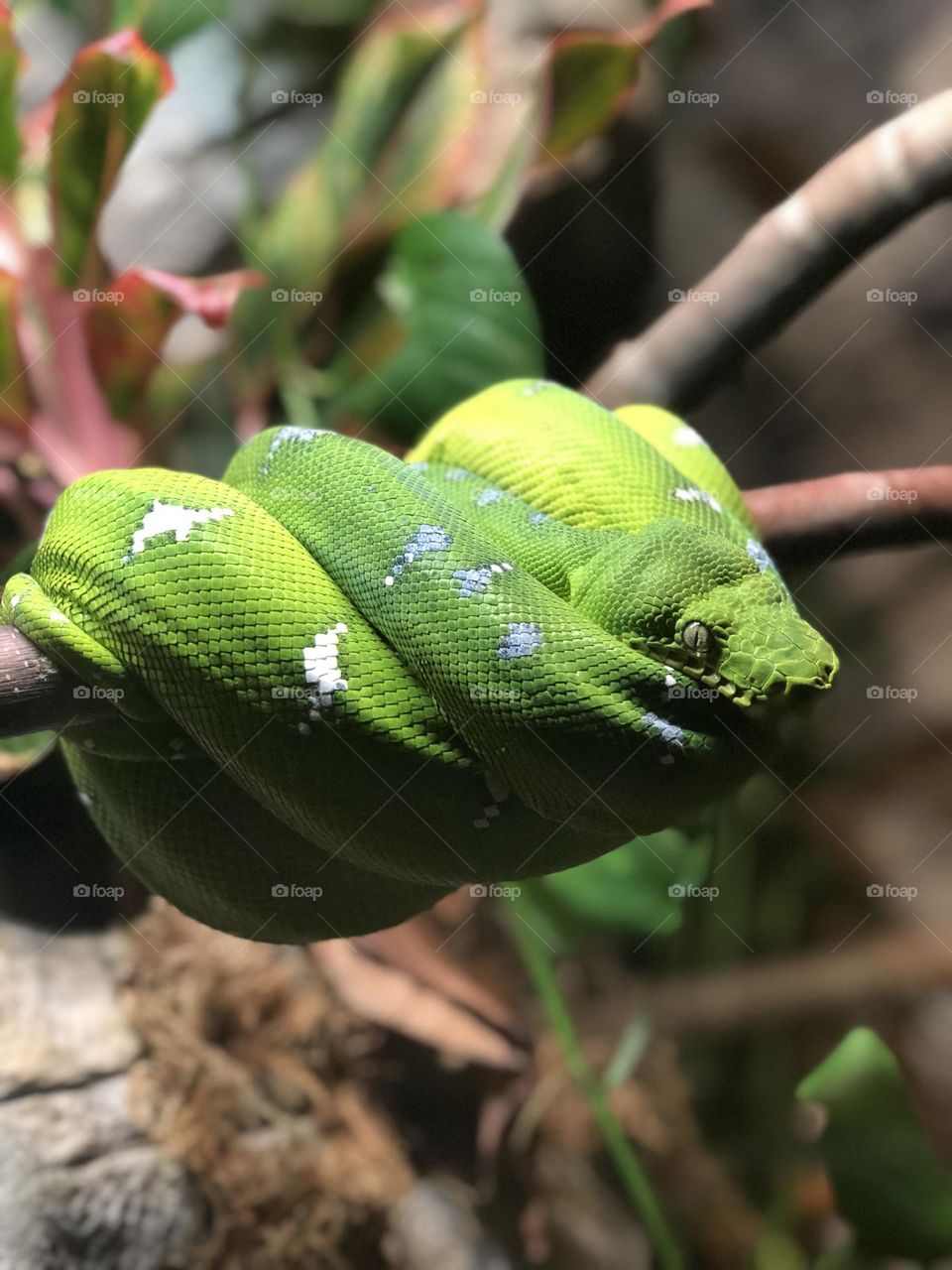 A beautiful snake I took of at a zoo. As much as I love nature and animals I love photography and sharing my work to the world is something amazing.