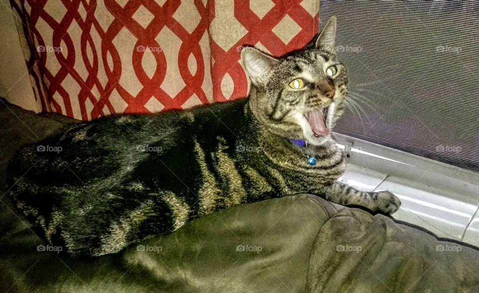 Melvin the Wondercat, waking from a nap, and yawning. I was lucky to get this capture. Rockledge, Florida