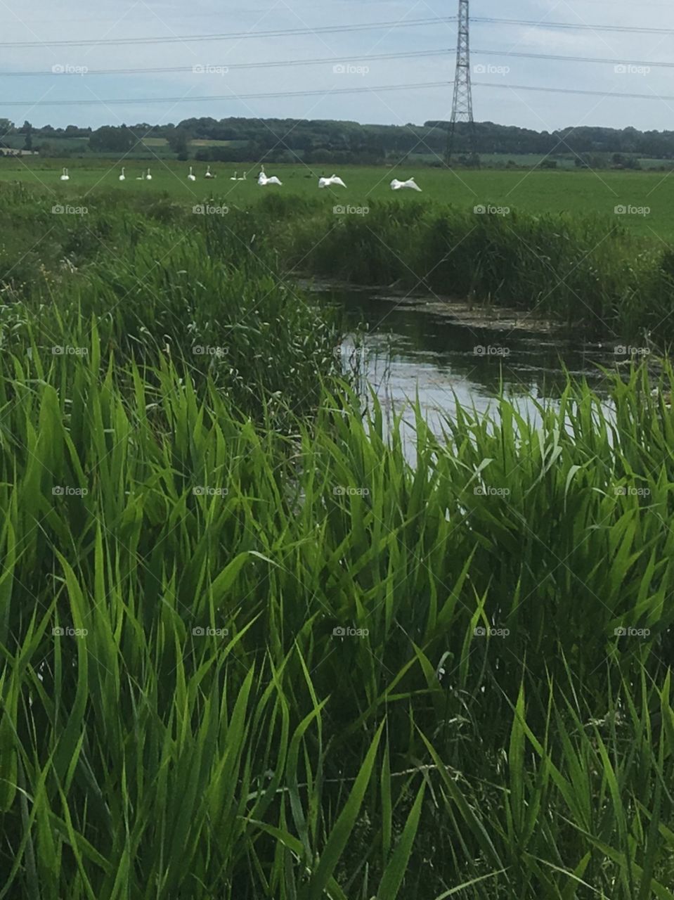 England’s green and pleasant land. Stunning reeds in forefront, meandering river, a field of wheat and swans taking flight