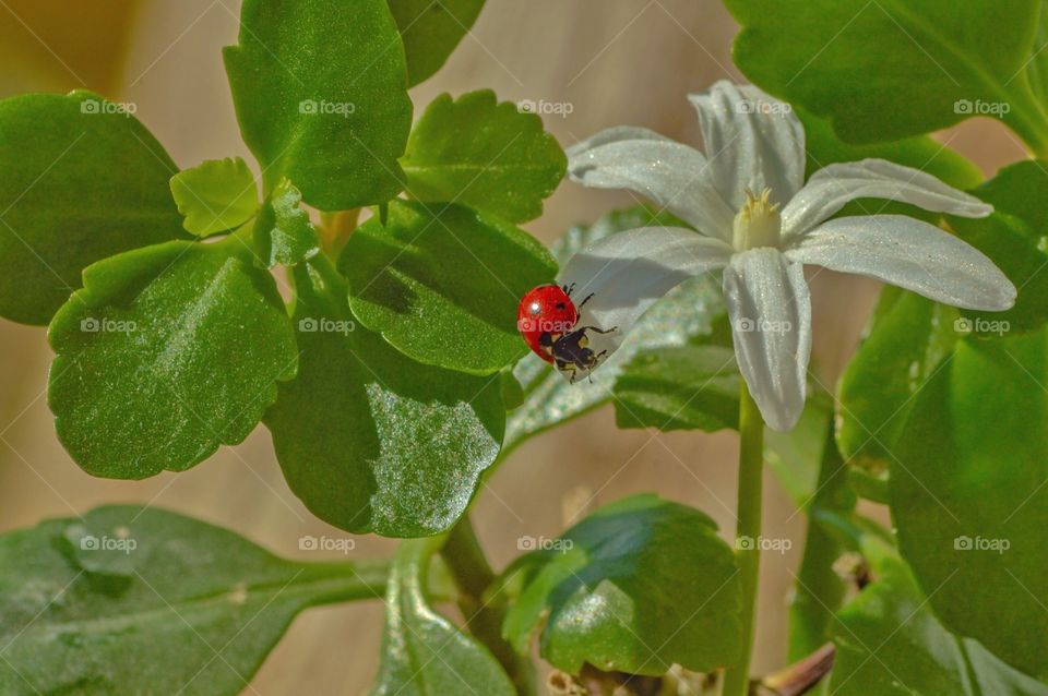 Ladybug on the Green flower leave.