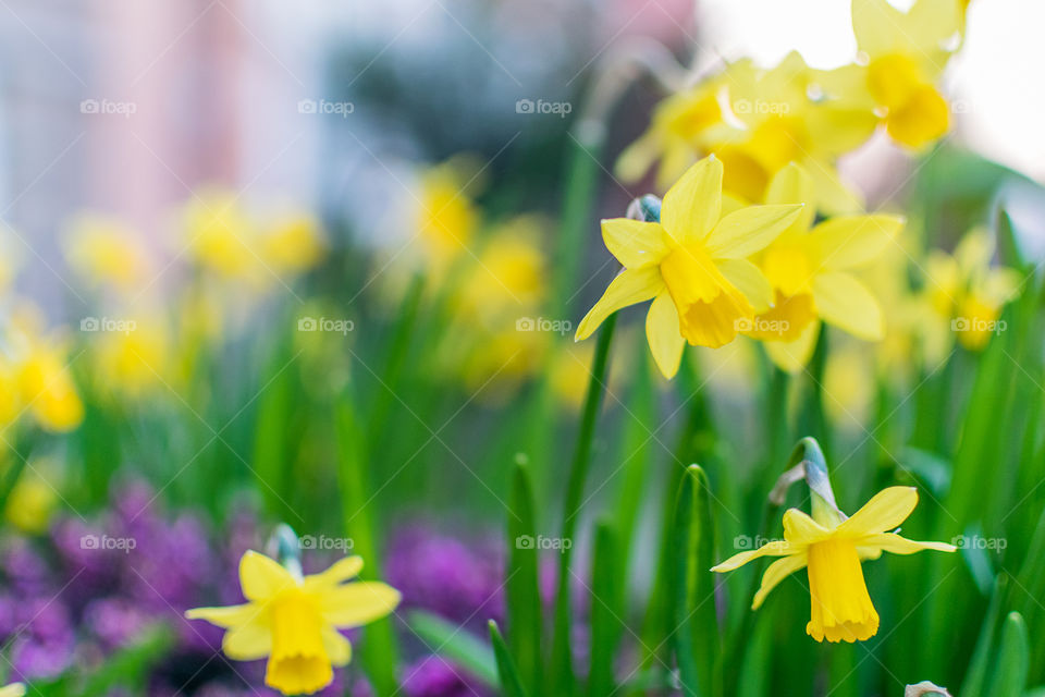 Daffodils in the garden