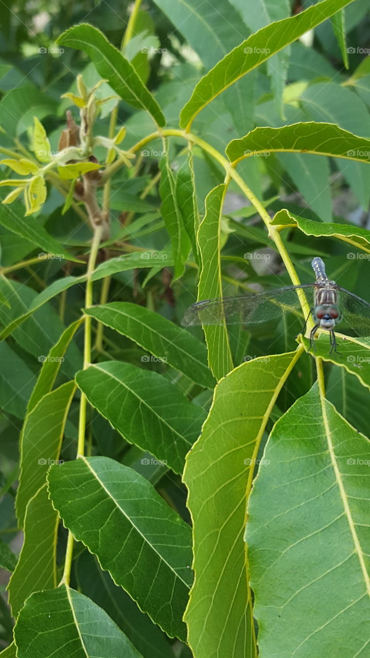 Dragonfly on the Right