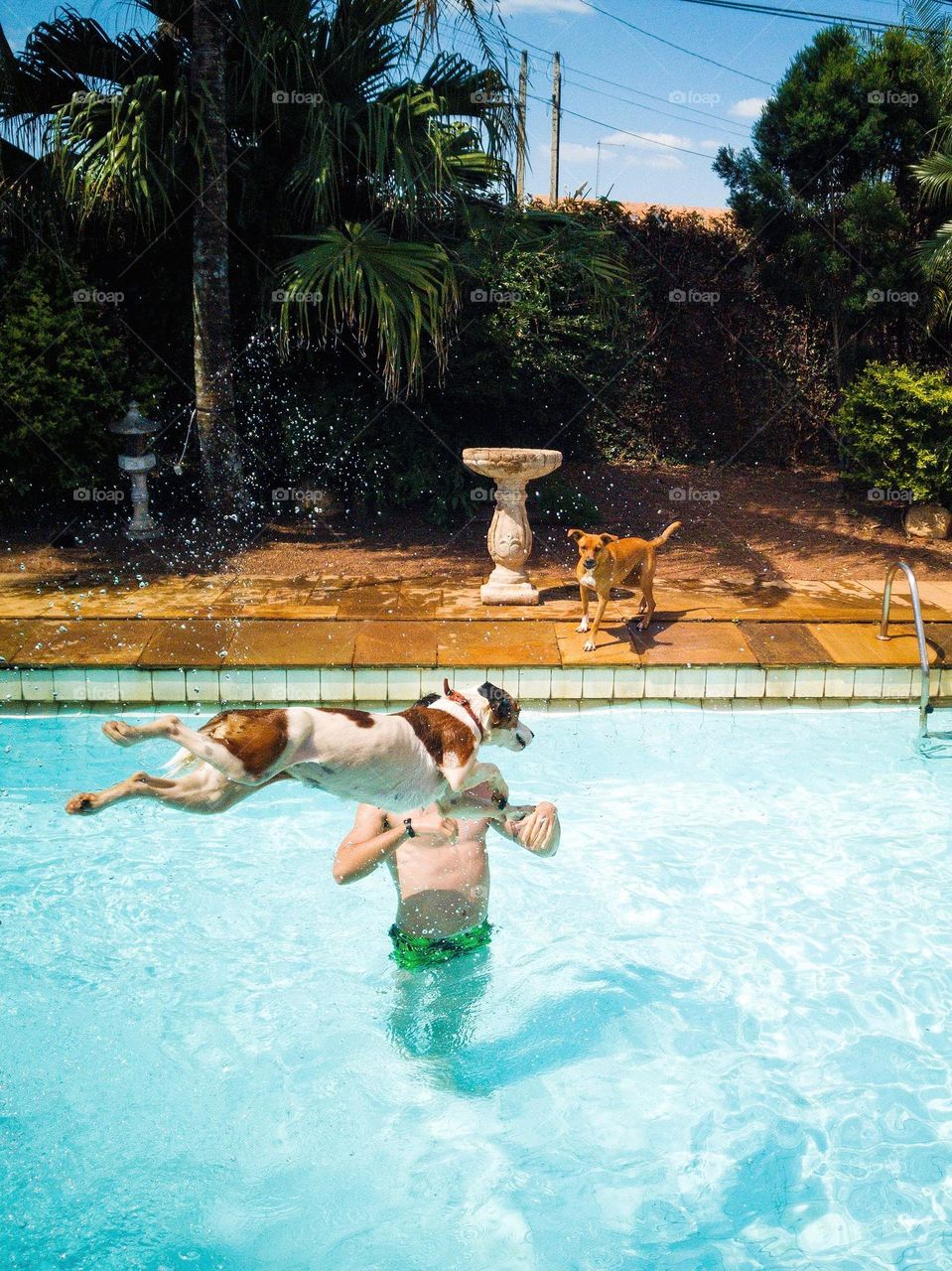 Beautiful photo of a white dog jumping, diving in a blue pool. There's a strong man inside the pool and another dog on the side. Beautiful summertime photo.