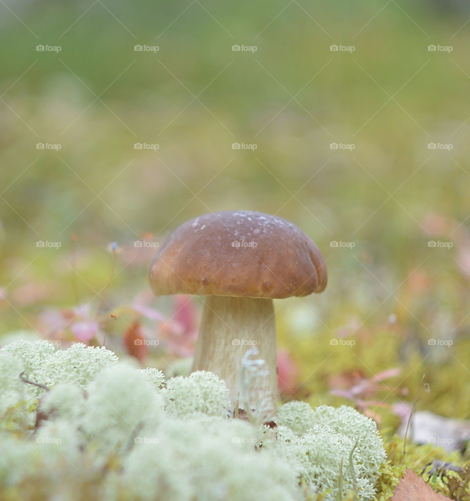 White mushroom in the tundra close-up.