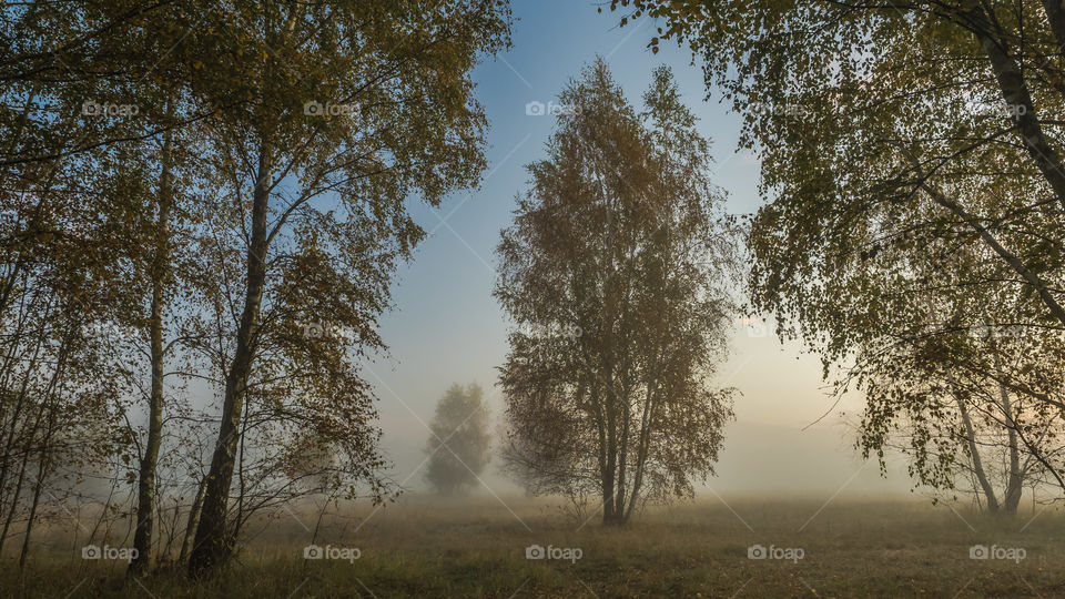 Milicz, Poland