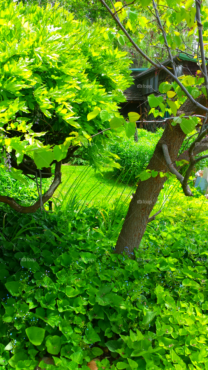 Log Cabin In The Forest Garden 