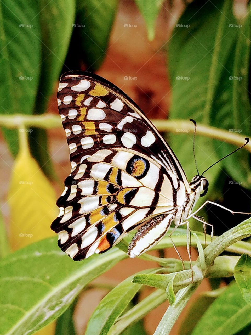 a butterfly with some circles on it