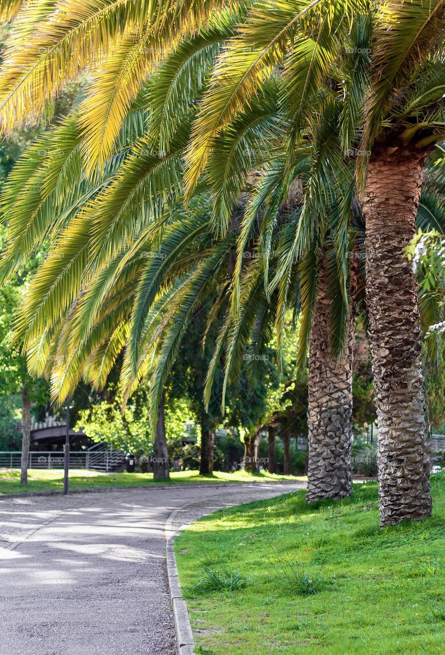 Palm trees provide shade in a urban park