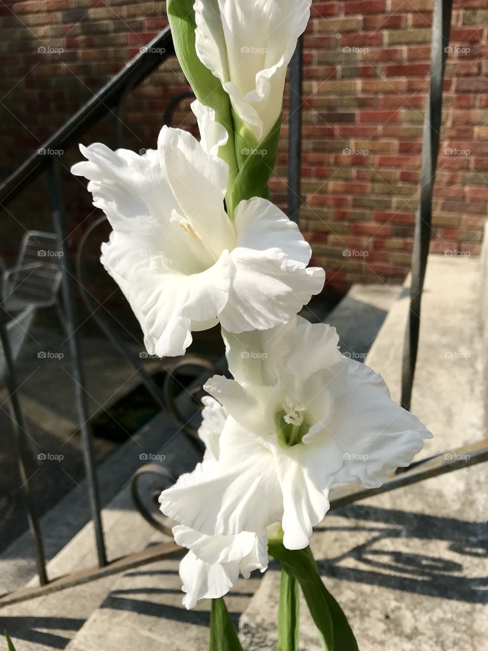 Gladiolus blooming white 