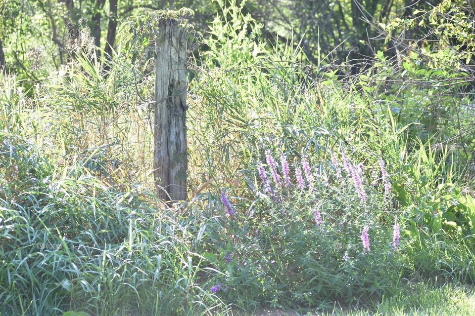 Purple flowers next to a forgotten fence