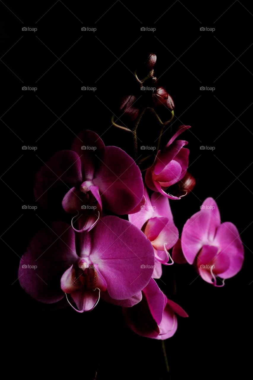 Flower blossoming close up background nature therapy summer mood positive vibes violet orchid