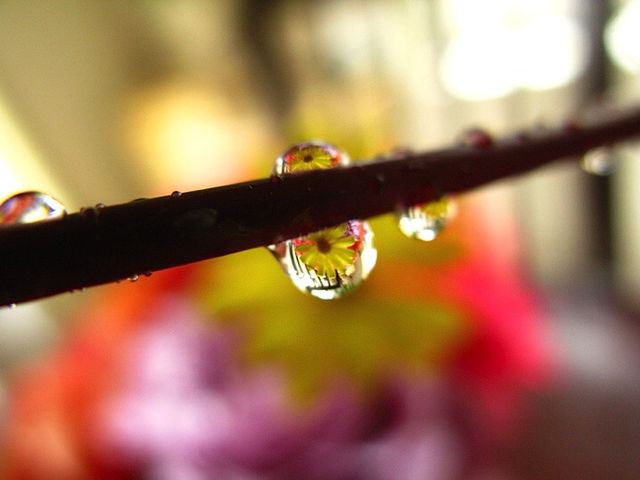 Daisy drop