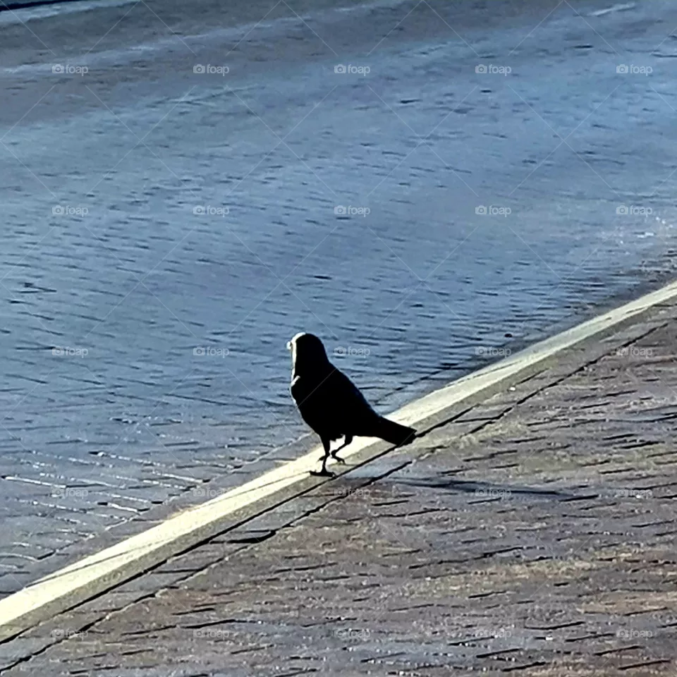 Crow is walking in the sunshine