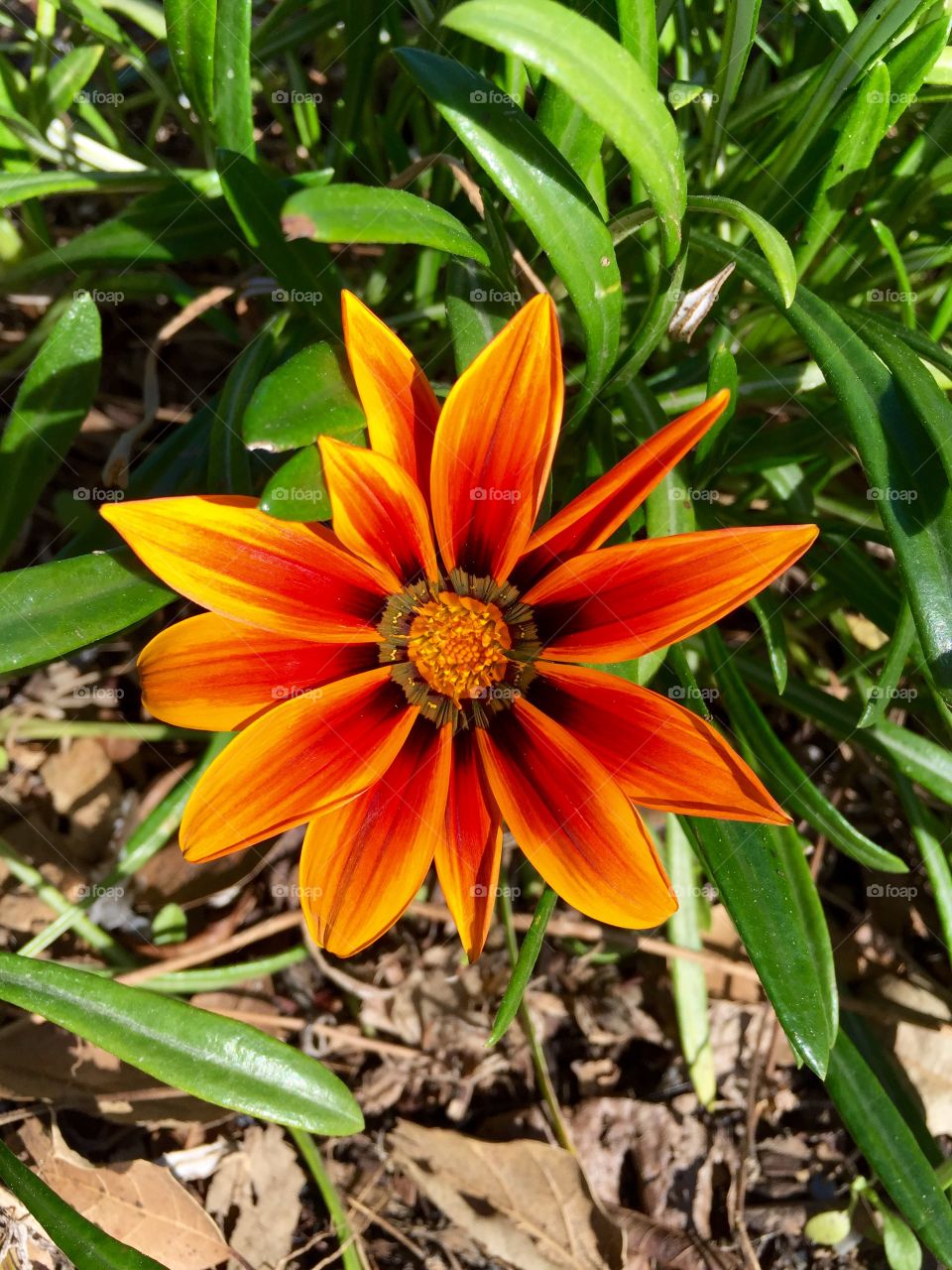 Colorful flower