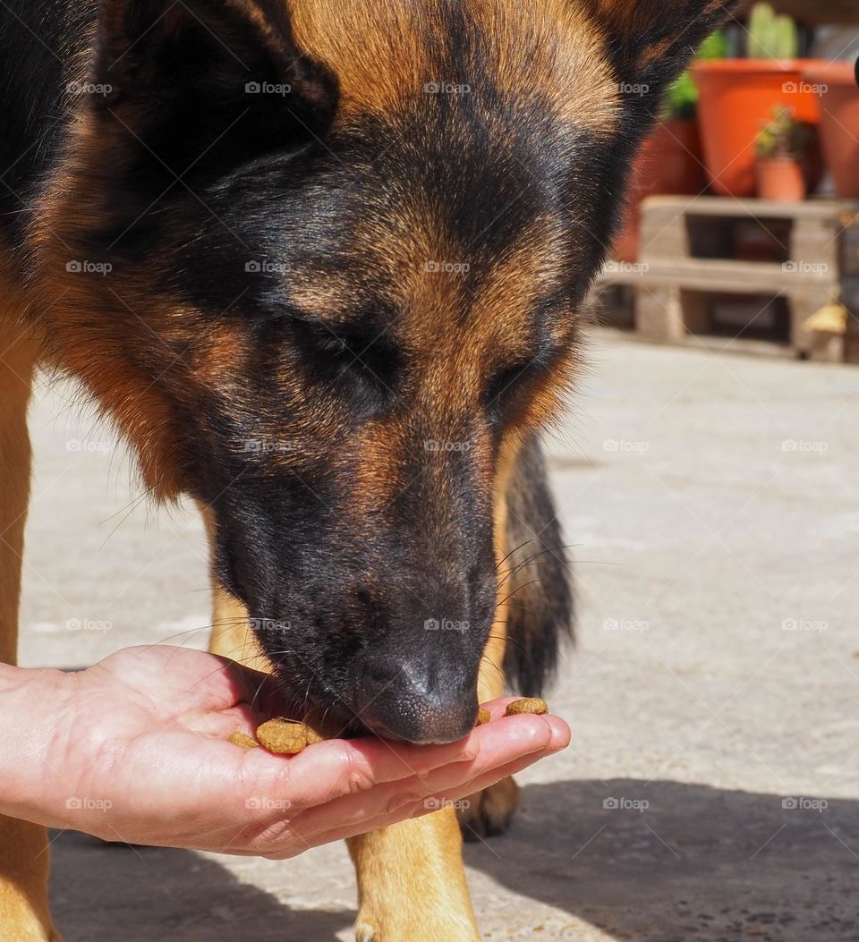 german shepherd eating from a person's hand