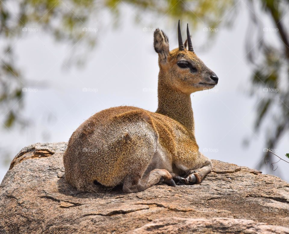 Small antelope lying on rock and resting 