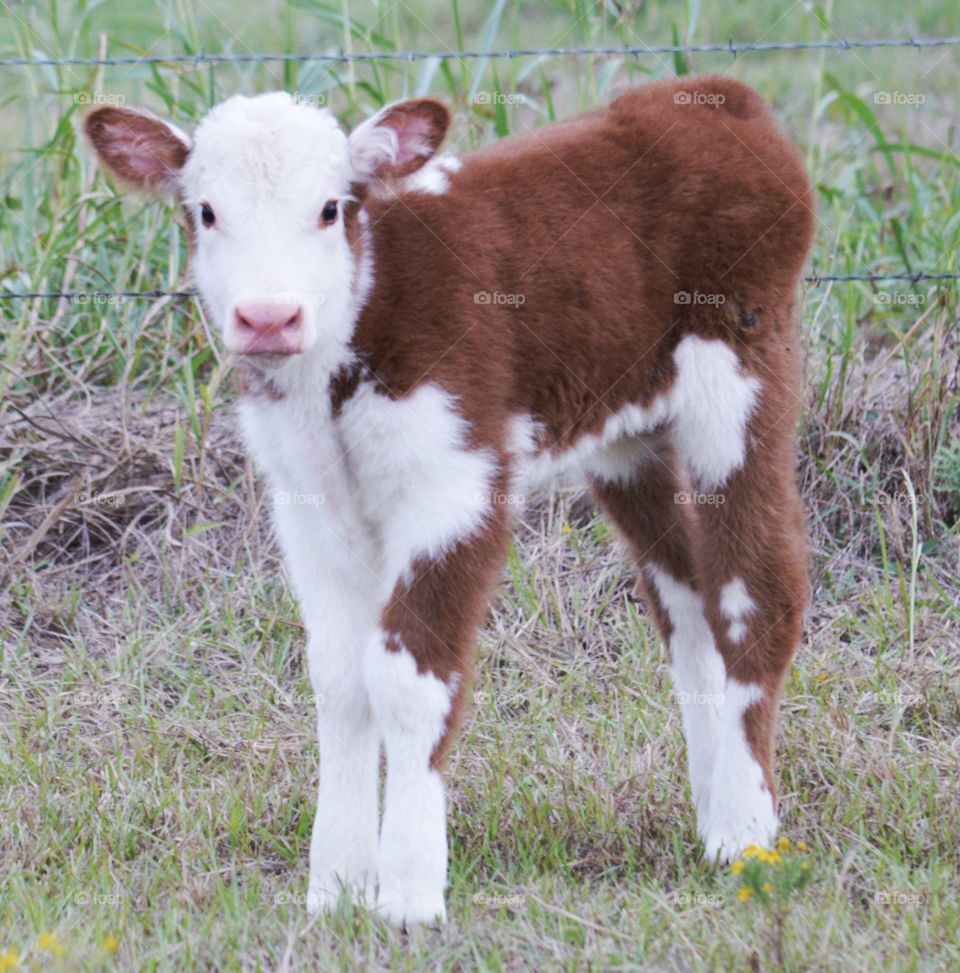 Newborn Hereford heifer. 
