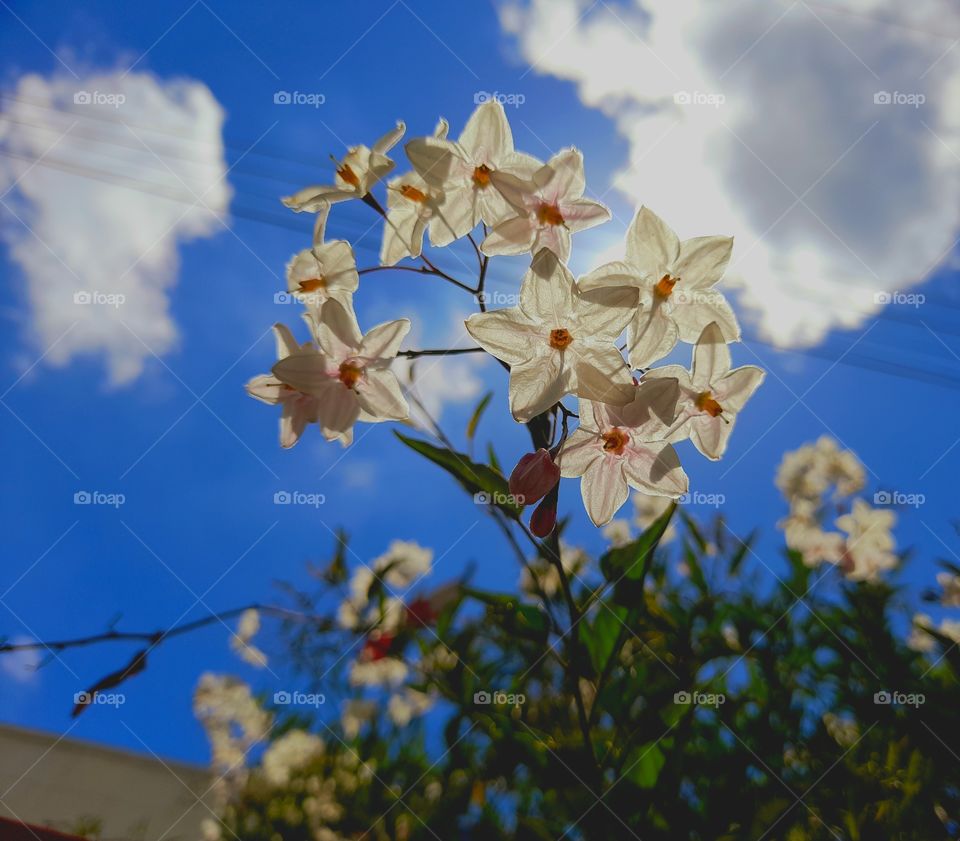 The flower and the sky.