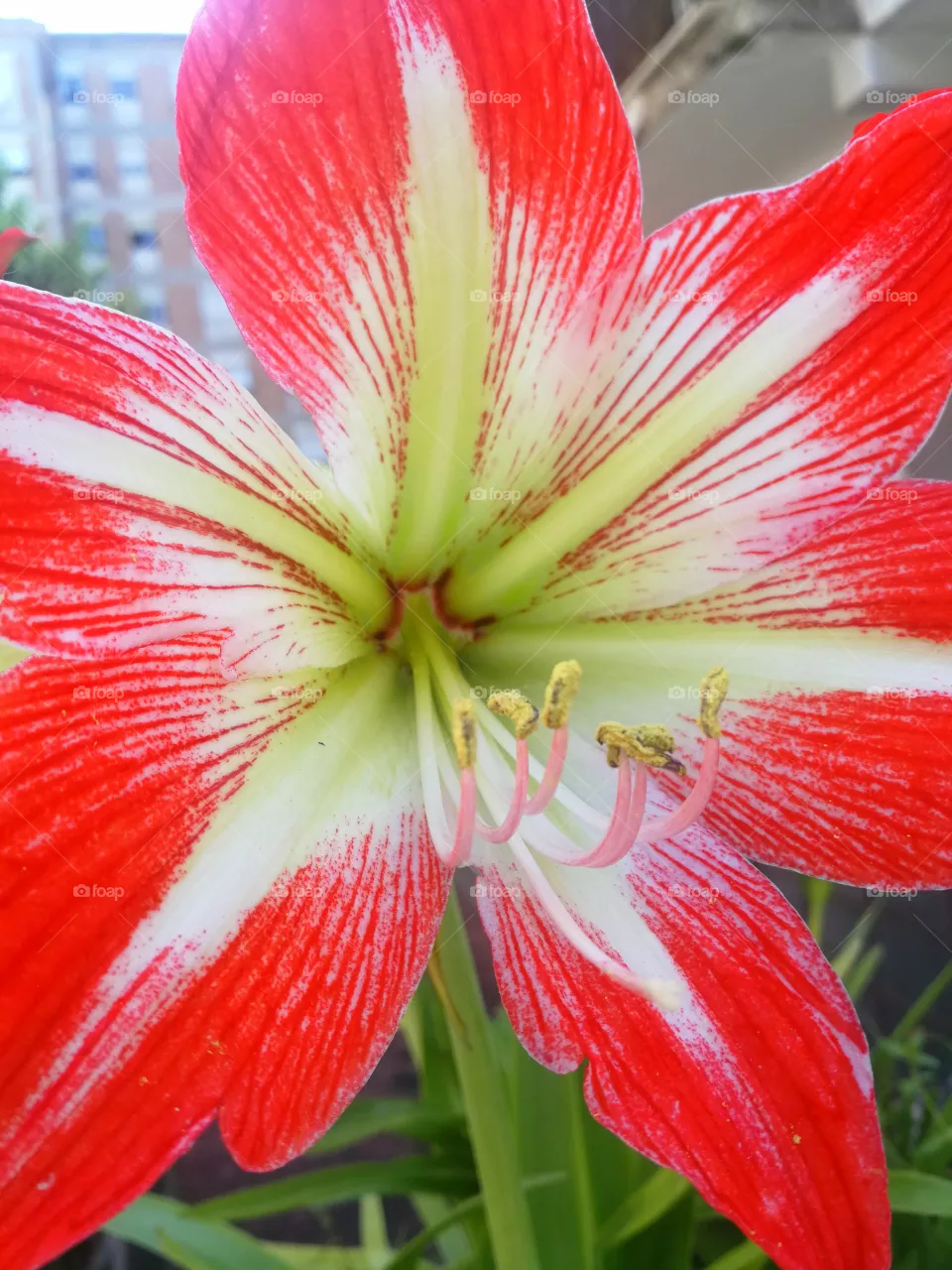 Flower