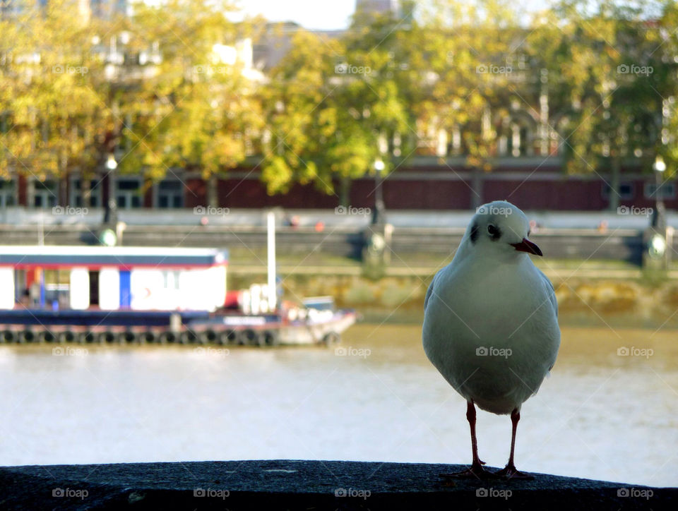 london uk seagull river thames by ijbailey