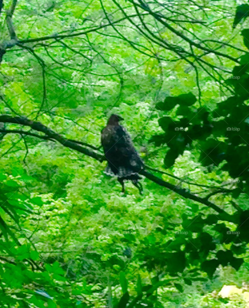 A "hawk" in the park