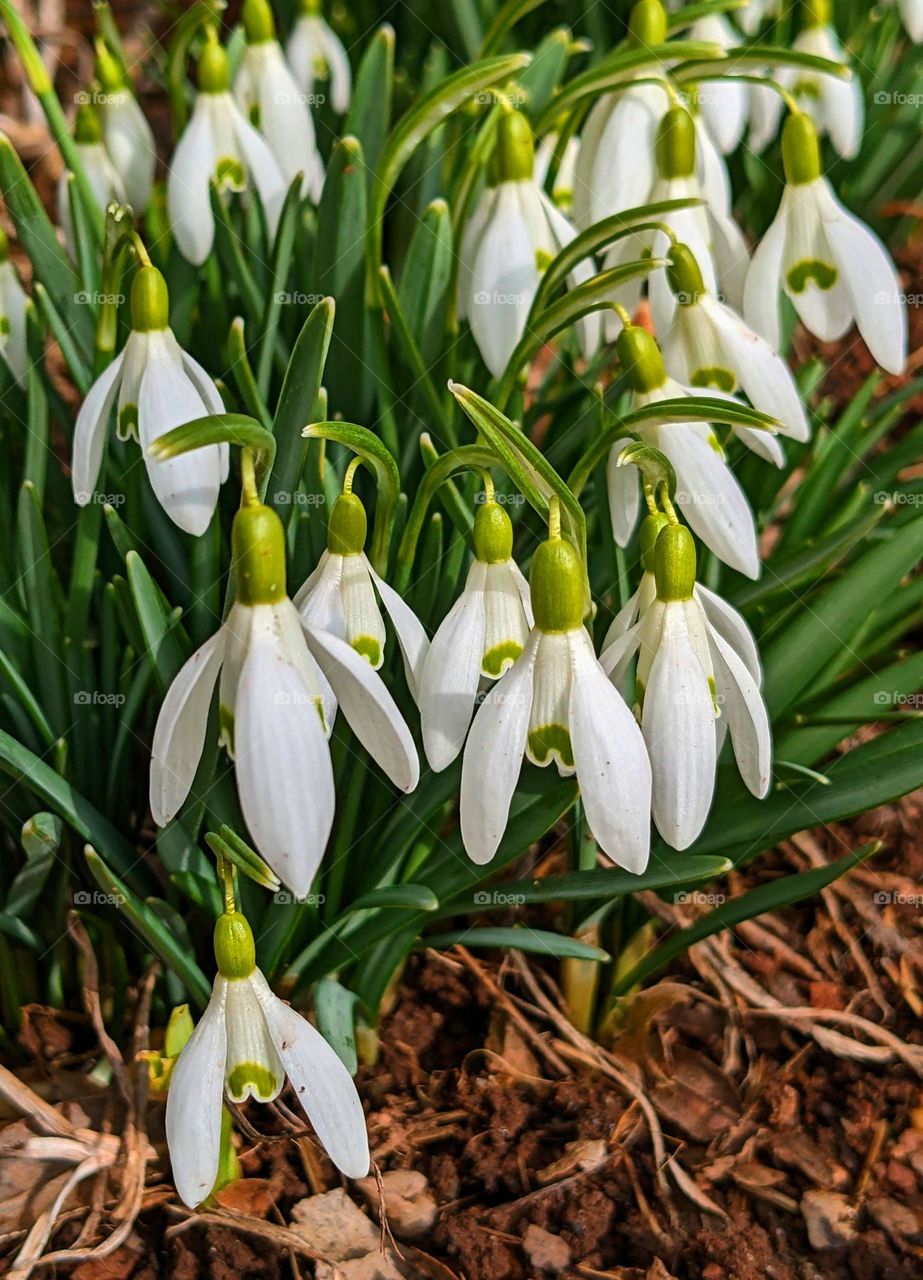 Snowdrops flowers