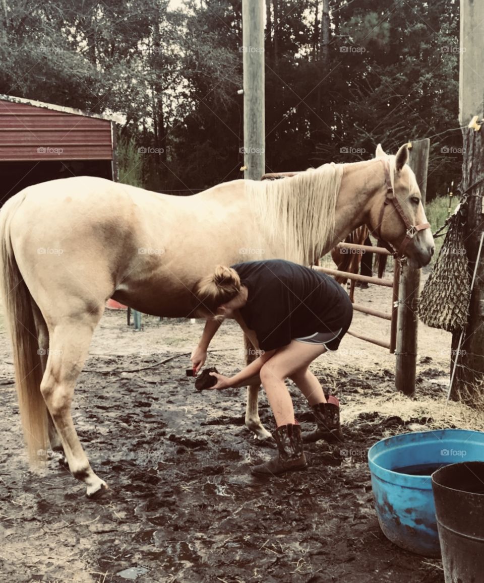 Wrangler, our Palomino gelding, getting his hooves cleaned in the woods of South Georgia. 
