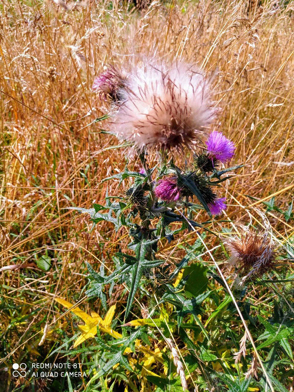 thistle