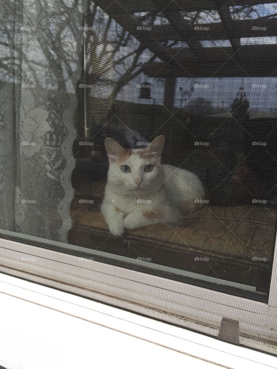 Cat,window,reflection