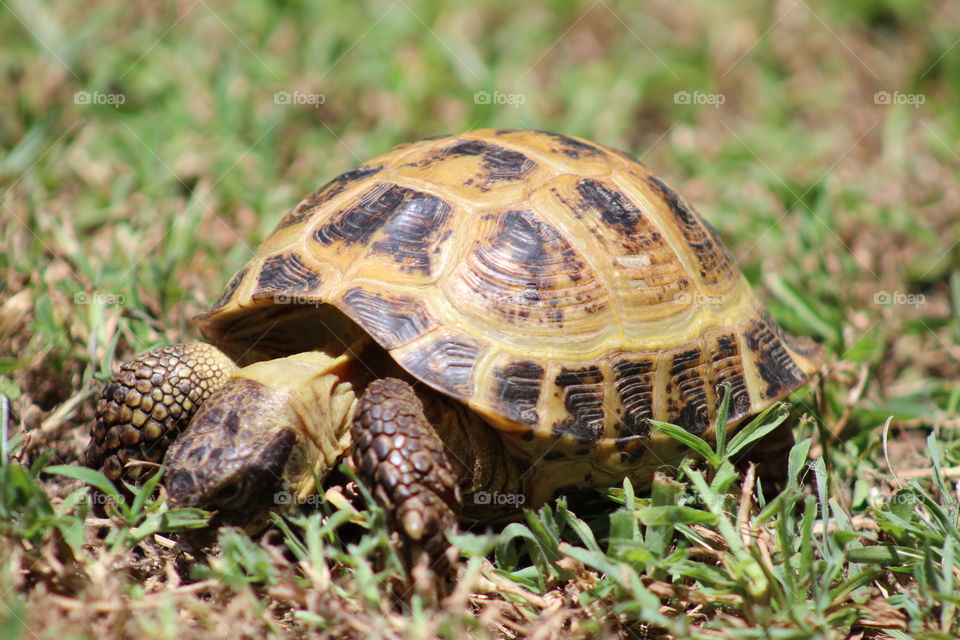 Russian tortoise enjoying the summer heat eating grass