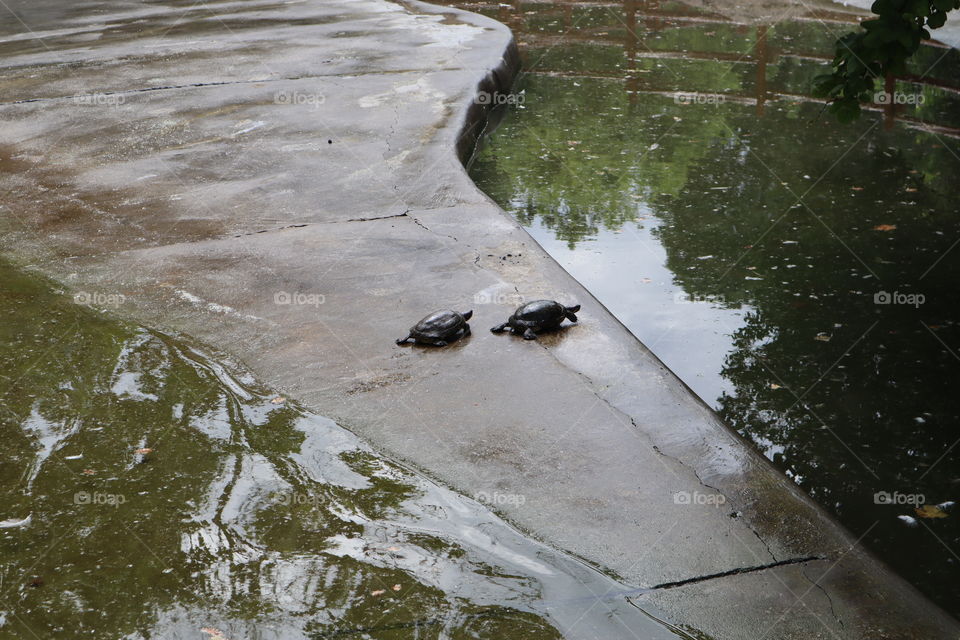 These are turtles at the zoo in Belgrade.