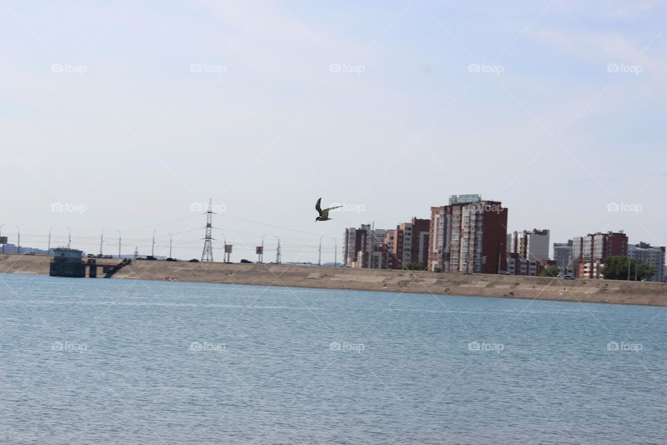 Seagull soars over the city