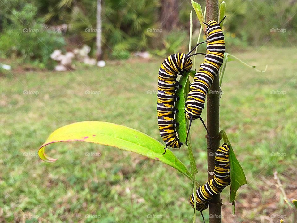 Closeup photo of three hungry Monarch caterpillars munching their host plant Milkweed.