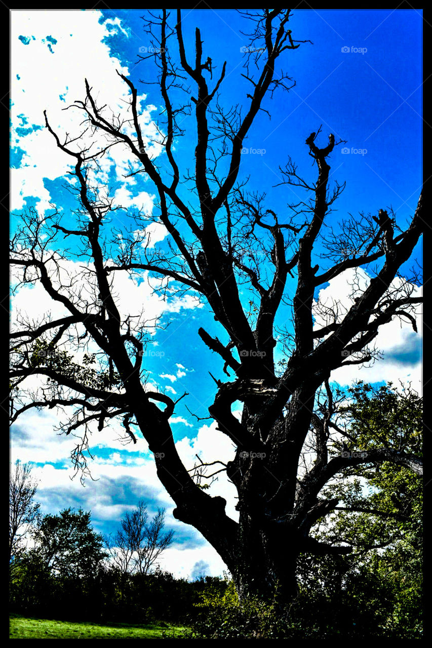 Spooky tree brings best artist in me :)