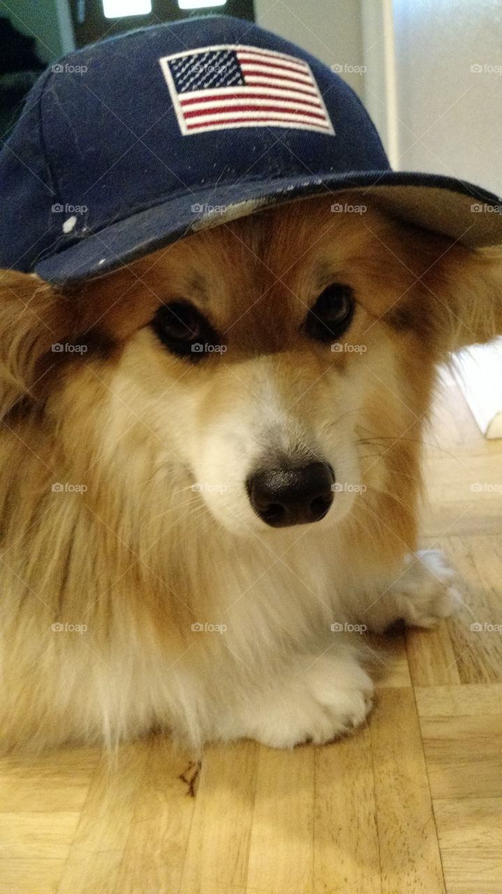 corgi hates the hat. just happy its 4th of July
