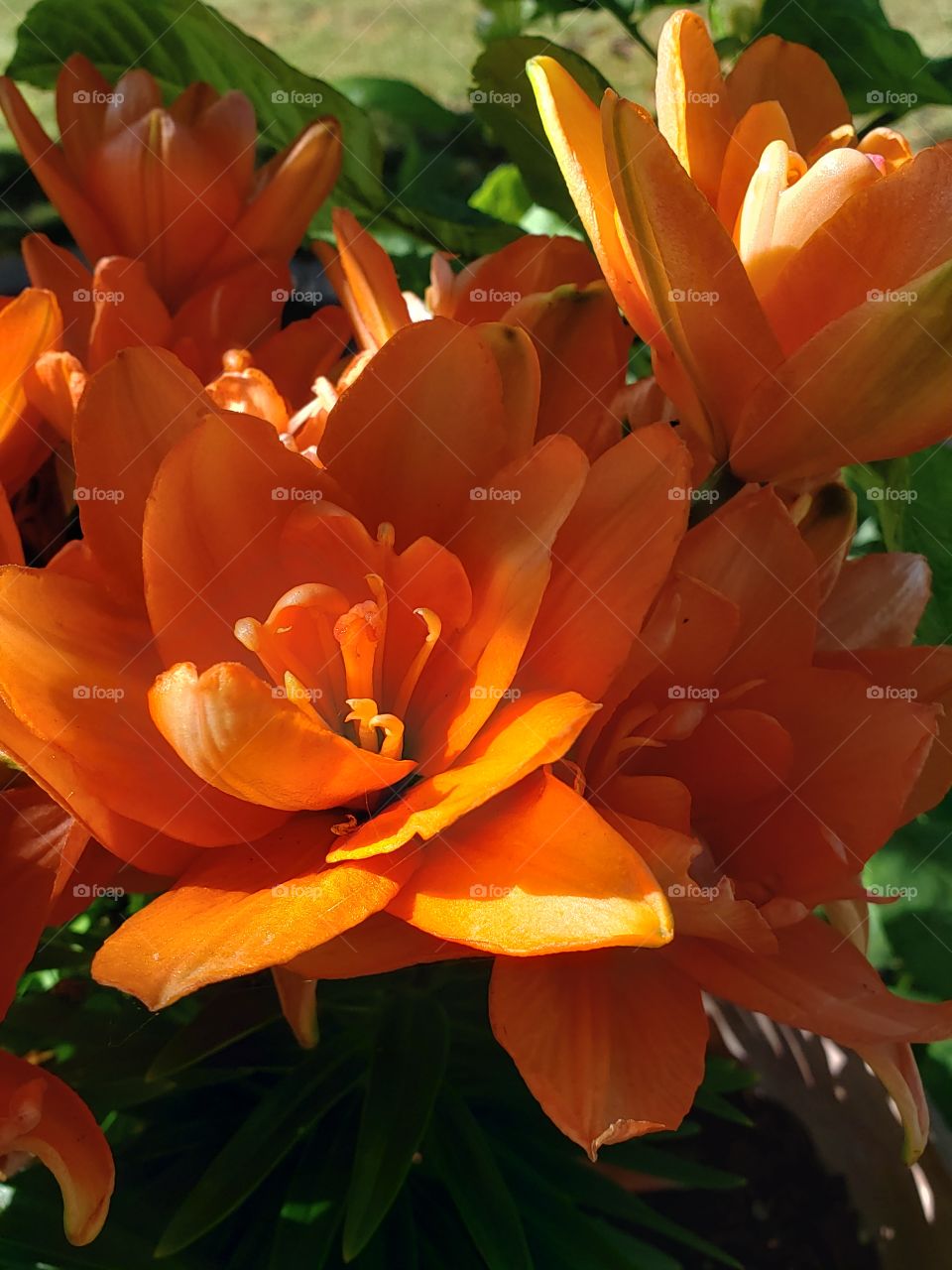 Brilliant orange daylilies