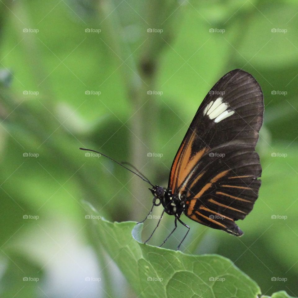 Beautiful butterfly 