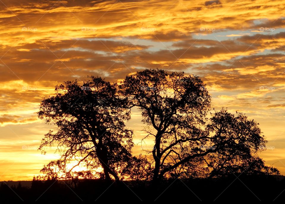 Sunrise tree silhouette, a early morning Sunrise setting the clouds on fire.
