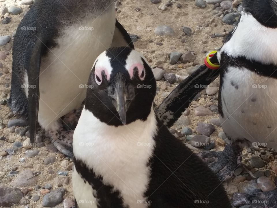 penguin giving dirty looks at the zoo