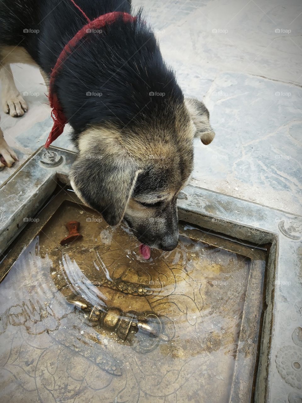 Thirsty dog drinking water