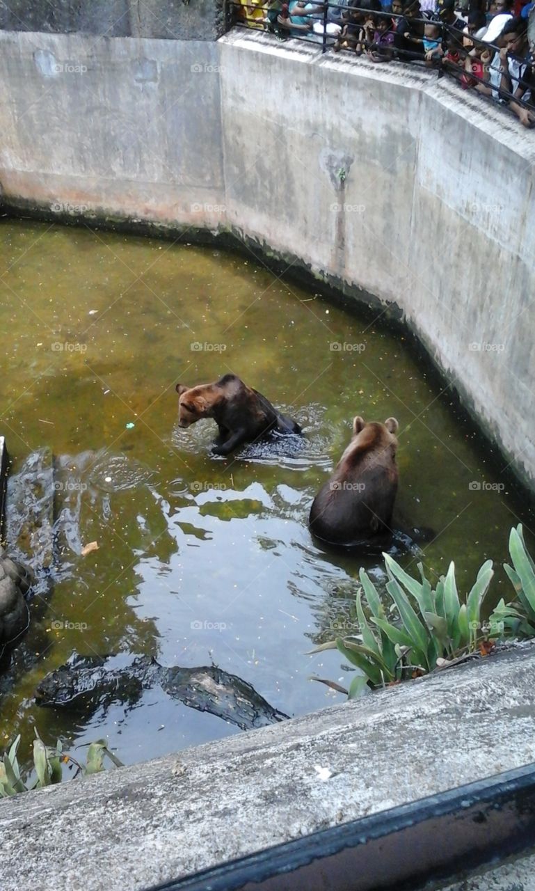 People's watching couple of bear