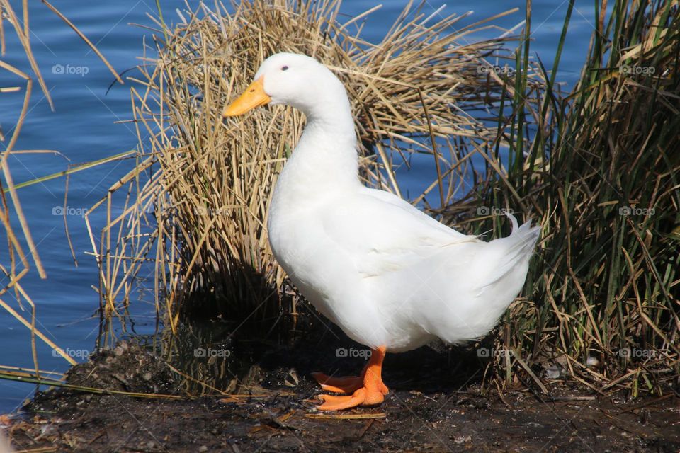 White Duck by the Lake