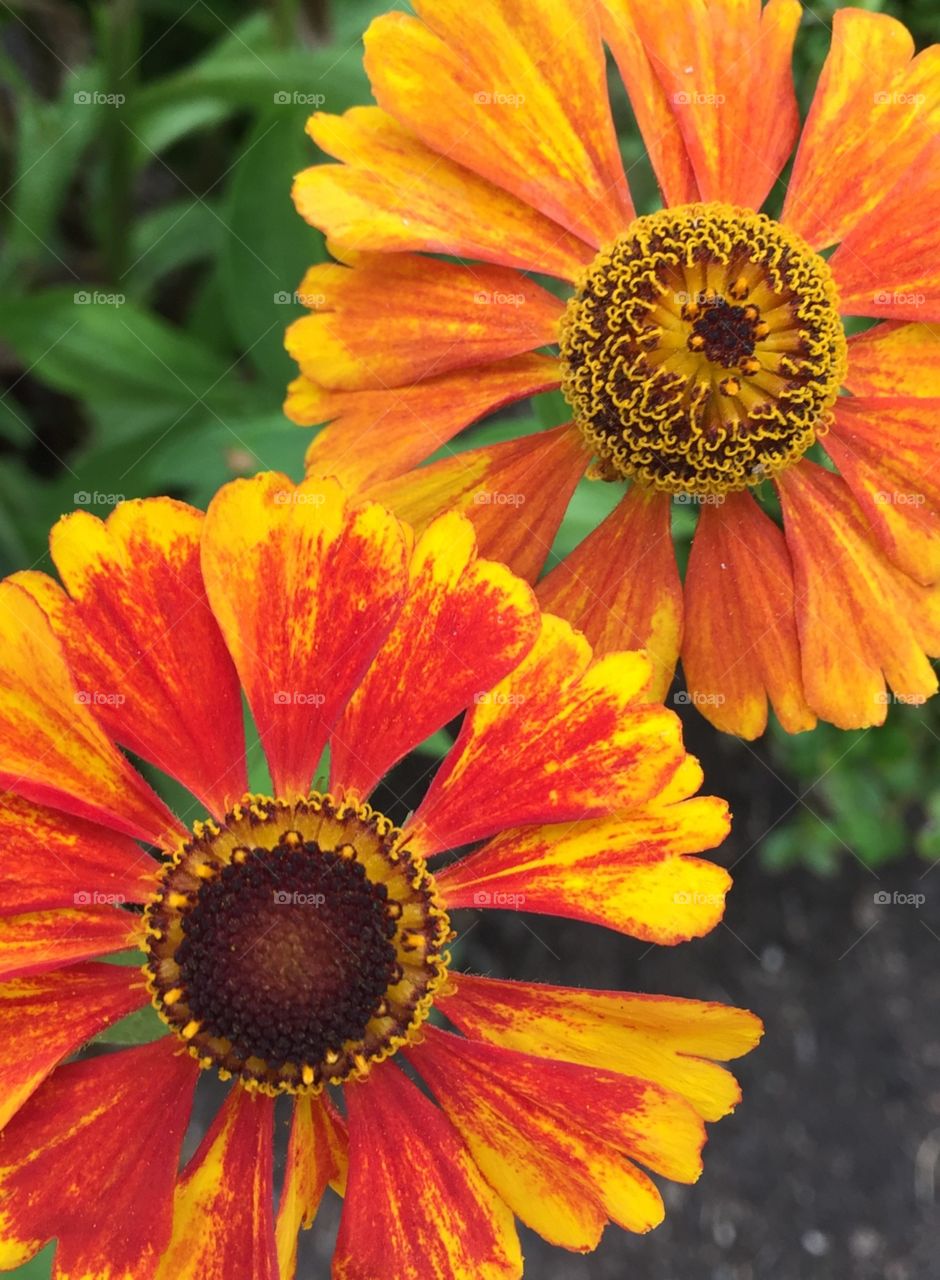 Elevated view of yellow flower