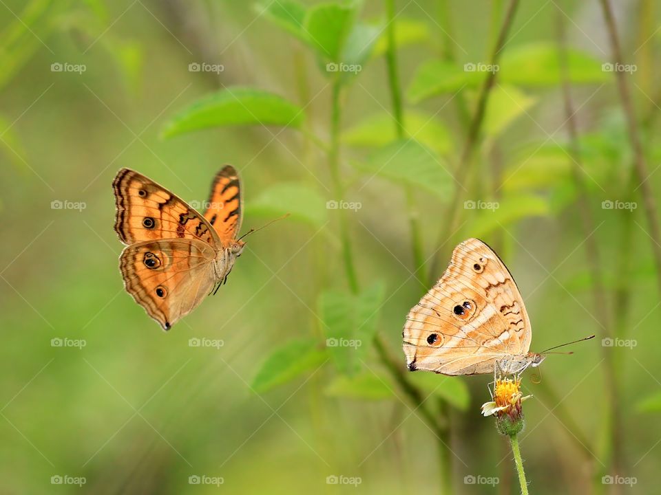 On My Way To Your Heart
Butterfly capture when flying
Taken at Magelang, Central Java, Indonesia