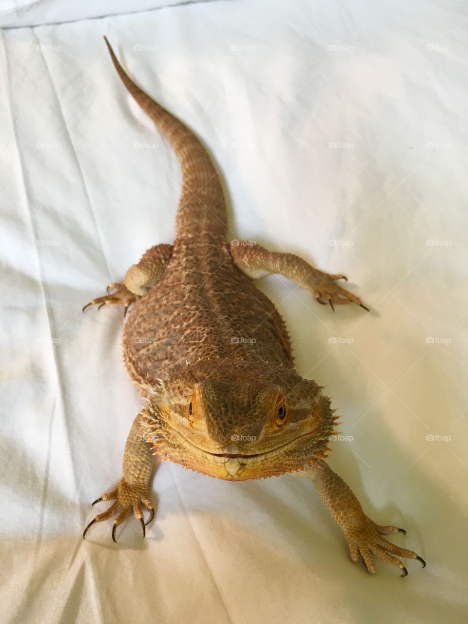 Pet lizard dragon 