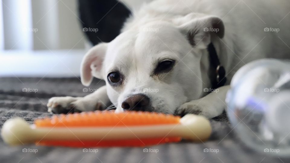 Dog resting near his toy 